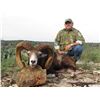 Image 5 : MOUFLON SHEEP, MASON, TEXAS | Star S Ranch