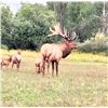 Image 1 : TROPHY BULL ELK | 2-Day Elk Hunt For 1 Hunter in Luther, Michigan | L-4 RANCH