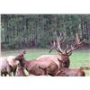 Image 2 : TROPHY BULL ELK | 2-Day Elk Hunt For 1 Hunter in Luther, Michigan | L-4 RANCH