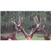 Image 3 : TROPHY BULL ELK | 2-Day Elk Hunt For 1 Hunter in Luther, Michigan | L-4 RANCH