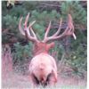 Image 4 : TROPHY BULL ELK | 2-Day Elk Hunt For 1 Hunter in Luther, Michigan | L-4 RANCH
