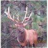 Image 5 : TROPHY BULL ELK | 2-Day Elk Hunt For 1 Hunter in Luther, Michigan | L-4 RANCH