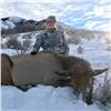 Image 1 : COW ELK HUNT IN UTAH | Parent and Child | Porcupine Adventures