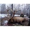 Image 5 : 3 Days / 4 Nights Trophy Elk Hunt for 2 Hunters in Saskatchewan, Canada.