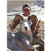 Image 1 : Alaska Dall Sheep hunt with Mike Colpo/Alaska Master Guide #194