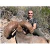 Image 2 : Desert Sheep Hunt with Coues Outfitters