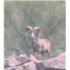 Image 3 : Desert Sheep Hunt with Coues Outfitters