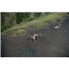 Image 2 : Bighorn Sheep Hunt with Total Outdoor Adventures, Ltd (TOA)