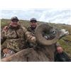 Image 4 : Bighorn Sheep Hunt with Total Outdoor Adventures, Ltd (TOA)