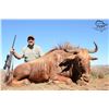 Image 1 : South Africa Hunt with TAM Safaris with Hunters Choice of Golden Wildebeast or Black Impala