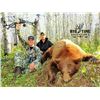Image 1 : Black Bear Hunt with Big Tine Adventures
