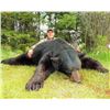 Image 2 : Black Bear Hunt with Big Tine Adventures