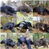 Image 3 : Black Bear Hunt with Big Tine Adventures