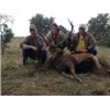 Image 5 : L& L Adventures  Trophy Exotic Hunt