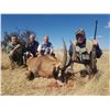 Image 2 : DE DUINE SAFARIS , SOUTH AFRICA  Hunt with 2 GEMSBUCK , 2 BLUE WB , 2 BLESBUCK , 2 STEINBUCK