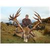 Image 1 : Silver Trophy Red Stag and Fallow Buck in New Zealand with Mt Cook Trophy Hunting