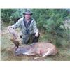 Image 2 : Silver Trophy Red Stag and Fallow Buck in New Zealand with Mt Cook Trophy Hunting