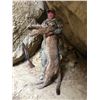 Image 2 : 5 Day Hunt for a 1x1 Guided Trophy Mountain Lion Hunt in Utah