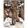 Image 3 : 5 Day Hunt for a 1x1 Guided Trophy Mountain Lion Hunt in Utah