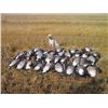 Image 1 : Three Day Goose and Duck Hunt in Canada for One Hunter