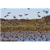 Image 2 : Three Day Goose and Duck Hunt in Canada for One Hunter