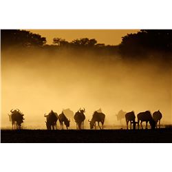 South African Photo Safari for Two People