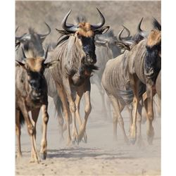 Eight Day Eastern Cape South Africa Plains Game Hunt for Four Hunters
