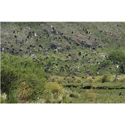 Argentina Cast and Blast for Dorado and Dove