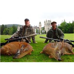 Scotland Roe Deer hunt for One Hunter Two Roe deer included!