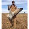 Image 1 : Sandhill Crane Hunt in Texas for Two Hunters