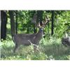 Image 5 : Four Day Michigan Silver Medal Whitetail Hunt for One Hunter