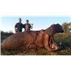 Image 1 : Seven Day Namibian Hippo and Eland Hunt for One Hunter