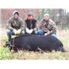 Image 3 : Osceola Turkey and Hog hunt in Florida for one hunter