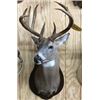 Image 2 : Broderick Head Taxidermy $300 Gift Certificate