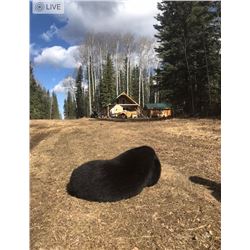 Canada Spring Bear & Wolf - Spot & Stalk with High 5 Outfitters