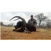 Image 1 : Sable hunt with Ubathi Global Safaris