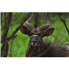 Image 4 : Cape Buffalo up to 37" for 1 hunter & Nyala for 1 hunter & 2 observers with WOW Africa Safaris