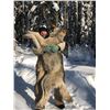 Image 1 : Ultimate Predator Hunt - Canadian Wolf & Coyote Hunt