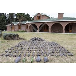Argentina Dove Hunt for 4 Days & 4 Hunters with HP Wingshooting