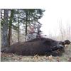 Image 2 : Wild Boar in Serbia with European Hunting Adventures