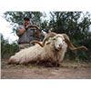 Image 2 : 7 Day Argentinian TX Dall Ram, Wild Boar & Hybrid Sheep for 2 Hunters with Quebrachal Ranch