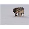 Image 2 : Wolf Hunt with Kap Rivers Outfitters