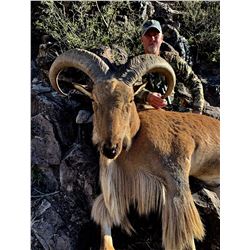 Free Range Aoudad Hunt for 1 hunter in Marfa, TX