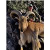 Image 1 : Free Range Aoudad Hunt for 1 hunter in Marfa, TX