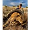 Image 3 : Free Range Aoudad Hunt for 1 hunter in Marfa, TX