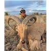Image 4 : Free Range Aoudad Hunt for 1 hunter in Marfa, TX