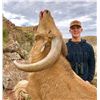 Image 5 : Free Range Aoudad Hunt for 1 hunter in Marfa, TX