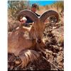 Image 6 : Free Range Aoudad Hunt for 1 hunter in Marfa, TX