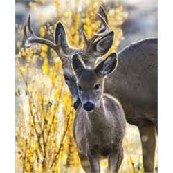 6 Day Whitetail Deer Hunt for One Hunter