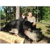 Image 1 : 6 Day Black Bear Hunt for One Hunter